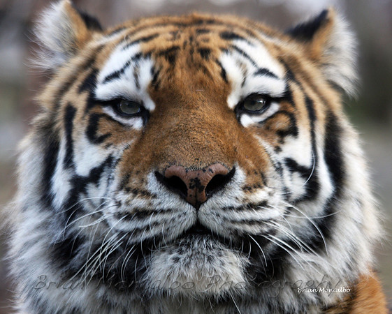 Tiger Upclose.  Photographed this at the Bronx Zoo, but still love it.