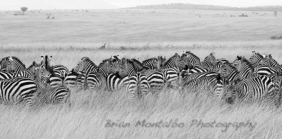 Zebras in Masai Mara.  Kenya
