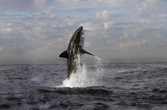Great White Shark Breaching in South Africa.  A rare sight to see. Location famous now on shark week