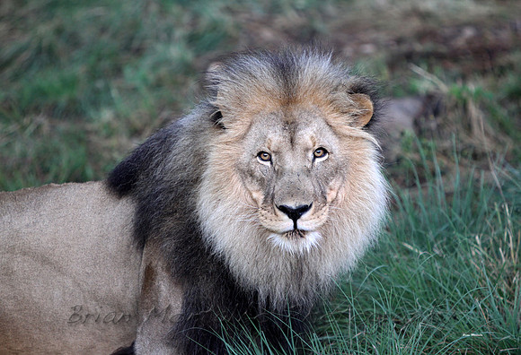 Black Maned Kalahari Lion