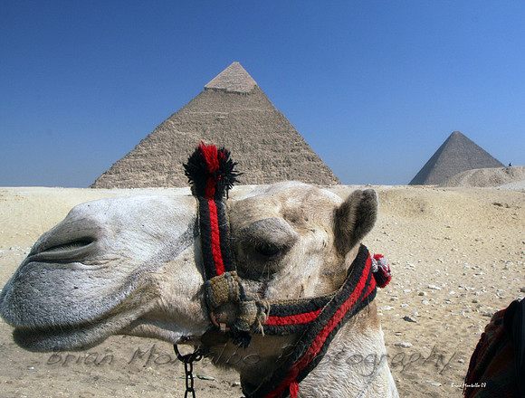 Pyramids with a camel.  So touristy but fun.