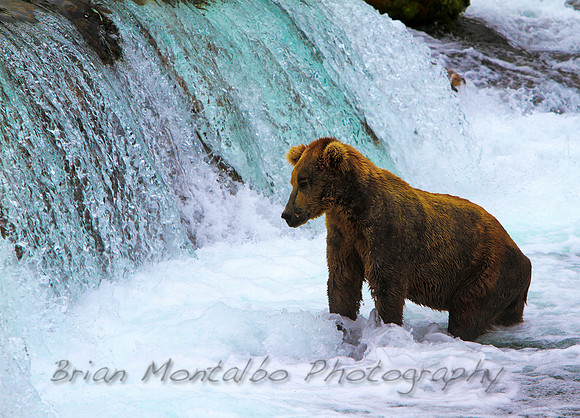 Oati is my favorite bear at Brooks Falls.   Named after his dog like traits for catching salmon