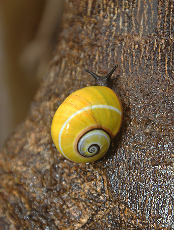 Rare Snail near Baracoa