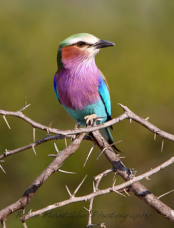 Lilic Breasted Roller