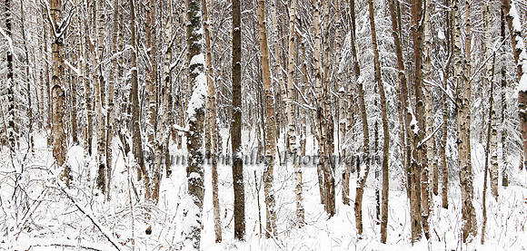 Alaska Winter