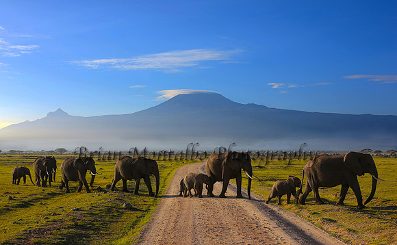 Land of giants. Mt.Kilimanjaro in the early morning, Amboseli National Park