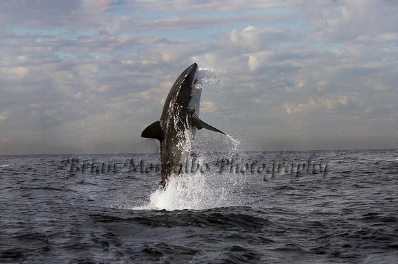 The photo that changed my life.  Great White Shark Breaching, South Africa