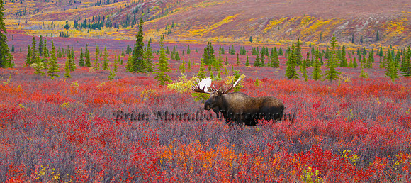 A trophy being hunted with only a camera