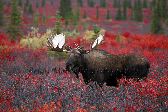 Alaska Moose Beautiful Fall Colors