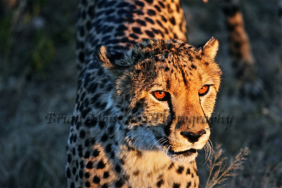 Namibia. Meet the fastest land animal upclose.  There future isn't this bright.