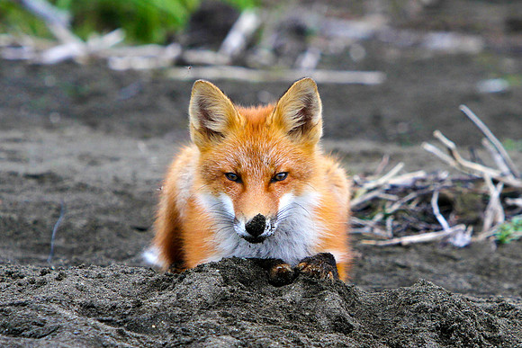 Curios young fox, Western Alaska