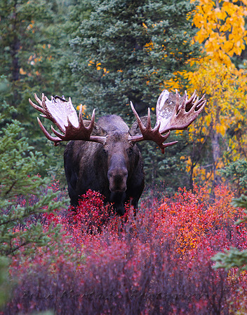 Love the colors behind this huge bull moose.  Looks stunning on Canvas.