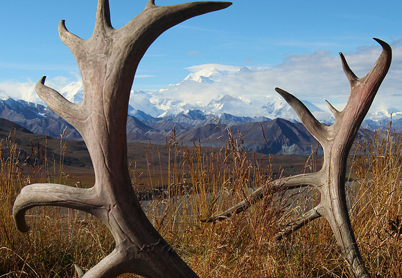 Caribou antlers and Mt.Mckinley
