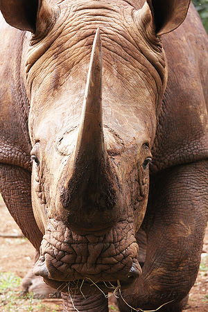 White Rhino