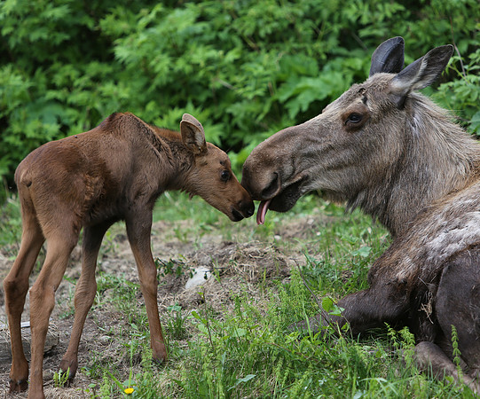 Mother and calf