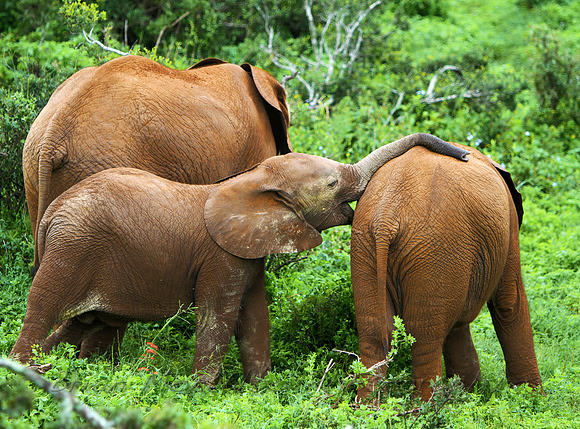 Addo Elephant National Park,  South Africa