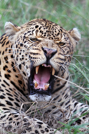 The power of the leopard