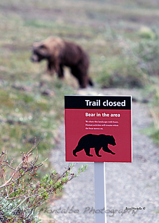 Sign says it all, Denali National Park, Alaska