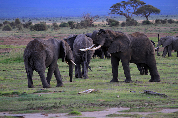 My tusks are bigger than yours.  Kenya
