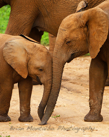Elephant love!