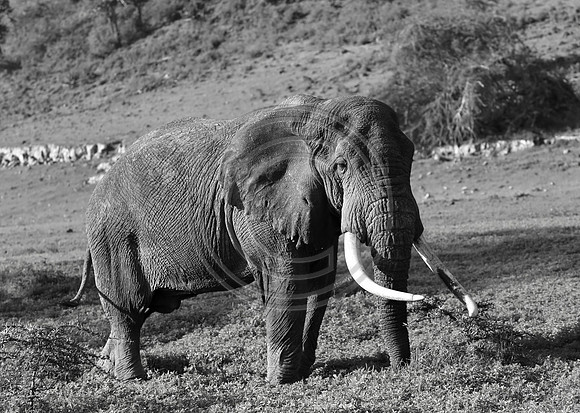 Big Tusker, Ngorongoro Crater, Tanzania