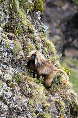 Rare Galada.  On the cliffs of Simien National Park.  Highlands of Ethiopia