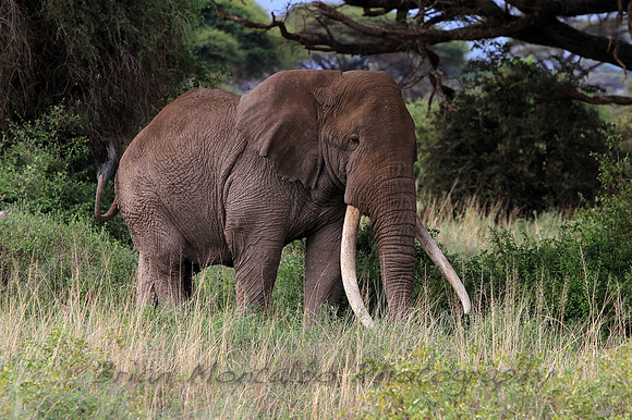 Big Tusker, Kenya