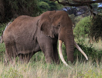 Big Tusker, Kenya
