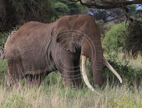 Big Tusker, Kenya
