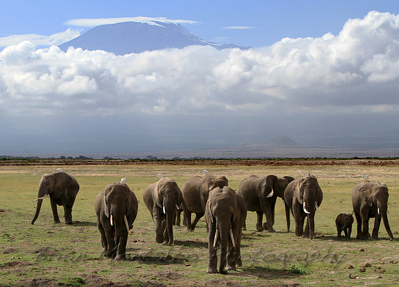 Elephants in Amboseli National Park