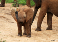 Addo Elephant National Park, South Africa