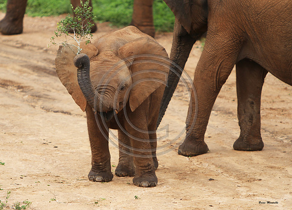 Addo Elephant National Park, South Africa