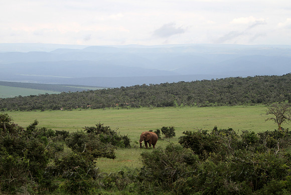 Addo Elephant National Park, South Africa
