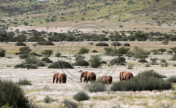 Rare desert elephants,  Damaraland,  Namibia