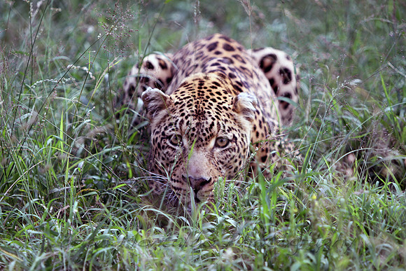 Leopard, South Africa.