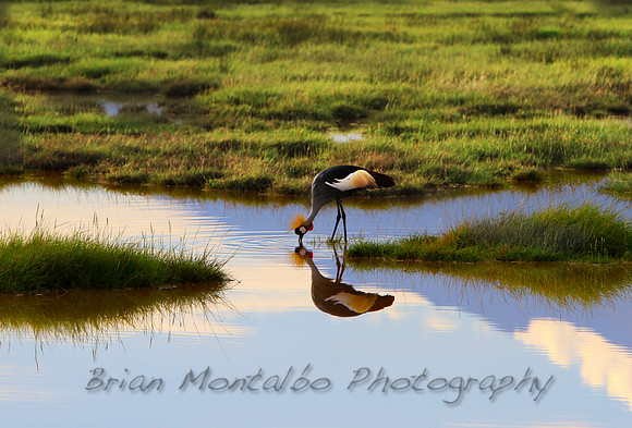 Grey Crowned Crane
