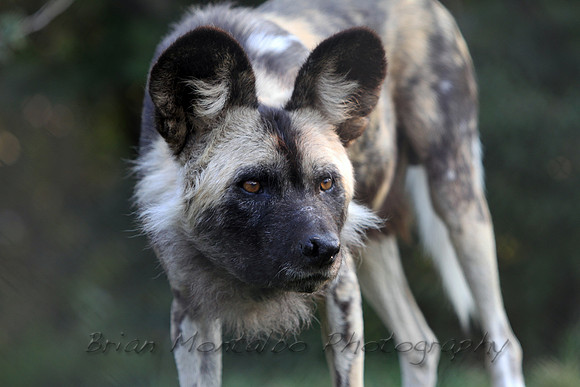 Wild Dog, South Africa.  If nothing is done soon, they will be extinct in the wild soon.
