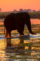 Elephant Chobe Reserve, Botswana