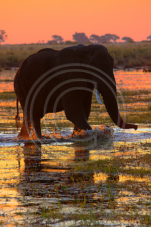Elephant Chobe Reserve, Botswana