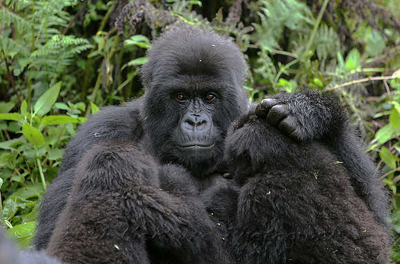 Twins.  Part of the Susa group of Mountains gorillas in Rwanda.