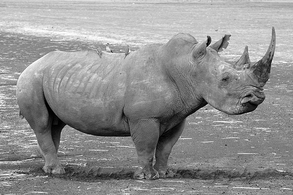 White Rhino