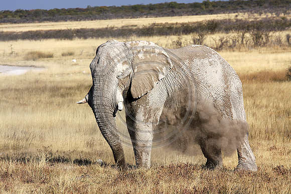 older males are known to break off their tusks in Etosha National Park, Namibia.