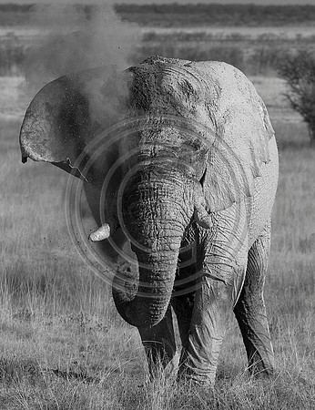 Elephant dusting himself, to cool off in hot sun.