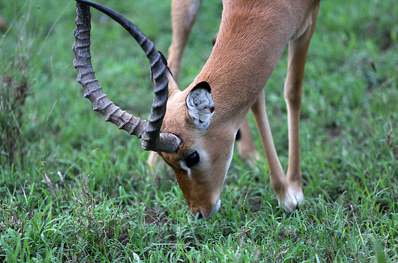 Impala