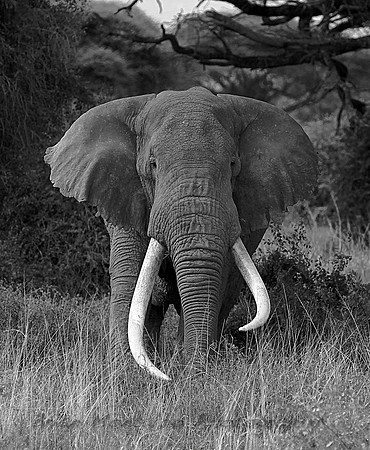 Big Tusker, Kenya