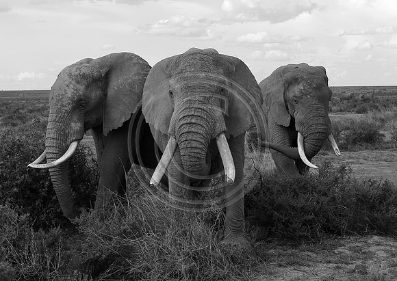 The Three Tuskers, Kenya