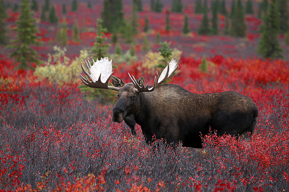 Alaska Moose Beautiful Fall Colors
