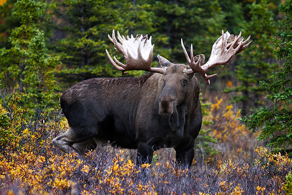 Huge Moose, Denali National Park