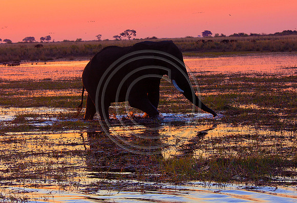 Sunset elephant,  Chobe Reserve, Bostwana