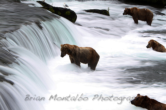 Alaskan Brown Bears, timelapse